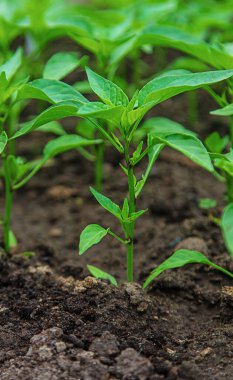 Pepper seedlings in a greenhouse. Selective focus. Nature.