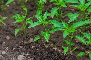 Pepper seedlings in a greenhouse. Selective focus. Nature.
