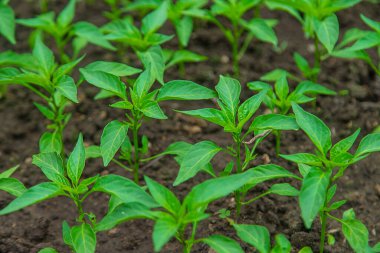 Pepper seedlings in a greenhouse. Selective focus. Nature.