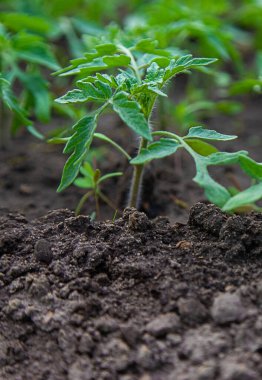 Tomato seedlings in a greenhouse. Selective focus. Nature.