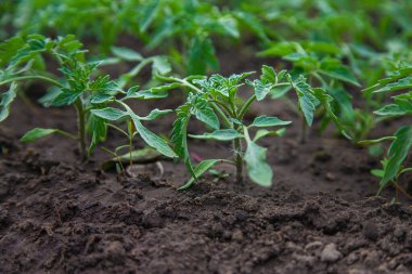 Tomato seedlings in a greenhouse. Selective focus. Nature.