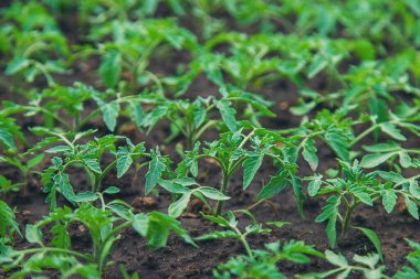 Tomato seedlings in a greenhouse. Selective focus. Nature.