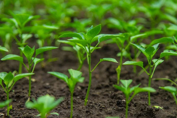 Pepper seedlings in a greenhouse. Selective focus. Nature.
