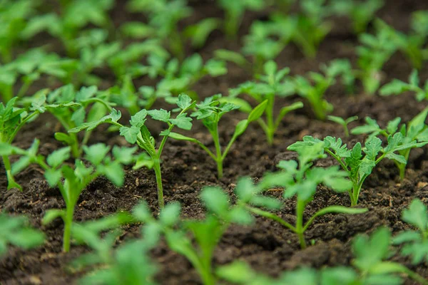 Tomato seedlings in a greenhouse. Selective focus. Nature.