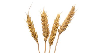 Buğday başakları beyaz arka planda izole edilir. Seçime odaklan. yiyecek.