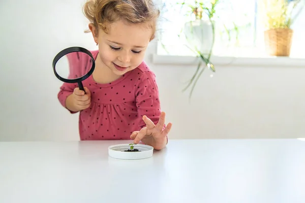 Ett Barn Undersöker Växt Ett Förstoringsglas Selektivt Fokus Grabben — Stockfoto