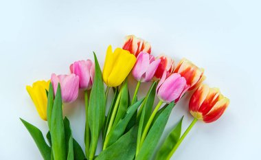 Beyaz arka planda çiçek laleleri. Seçici odaklanma. Doğa.