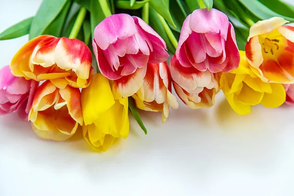 Blumen Tulpen Auf Weißem Hintergrund Selektiver Fokus Natur — Stockfoto