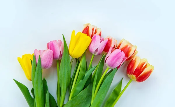 Květiny Tulipány Bílém Pozadí Selektivní Soustředění Nature — Stock fotografie