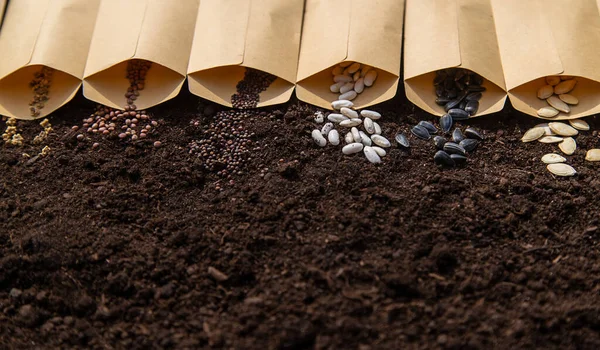 stock image Sow different seeds in the garden. Selective focus. Nature.