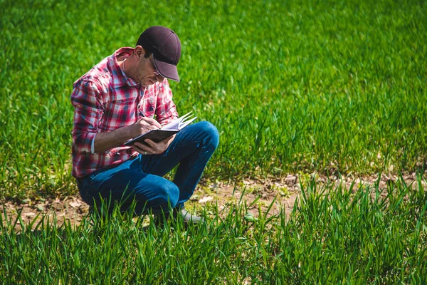 Man Farmer Checks How Wheat Grows Field Selective Focus Nature — Stock Photo, Image