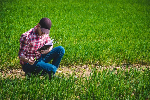 Man Farmer Checks How Wheat Grows Field Selective Focus Nature — Stock Photo, Image
