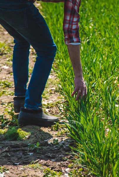 Bir Çiftçi Tarlada Buğdayın Nasıl Yetiştiğini Kontrol Eder Seçici Odaklanma — Stok fotoğraf