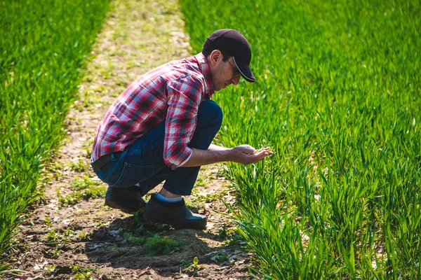 Чоловік Фермер Перевіряє Росте Пшениця Полі Вибірковий Фокус Природа — стокове фото