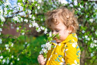 Bahçedeki bir çocuk çiçek açan bir bahar ağacını kokluyor. Seçici odaklanma. Çocuk.