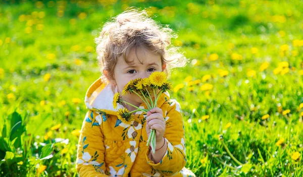Dziecko Ogrodzie Wącha Kwitnące Mniszki Wiosną Wybiórcze Skupienie Przyroda — Zdjęcie stockowe