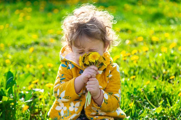 Ребенок Саду Нюхает Цветущие Одуванчики Весной Выборочный Фокус Природа — стоковое фото