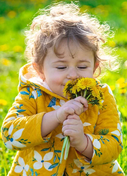 Ένα Παιδί Στον Κήπο Μυρίζει Πικραλίδες Την Άνοιξη Επιλεκτική Εστίαση — Φωτογραφία Αρχείου