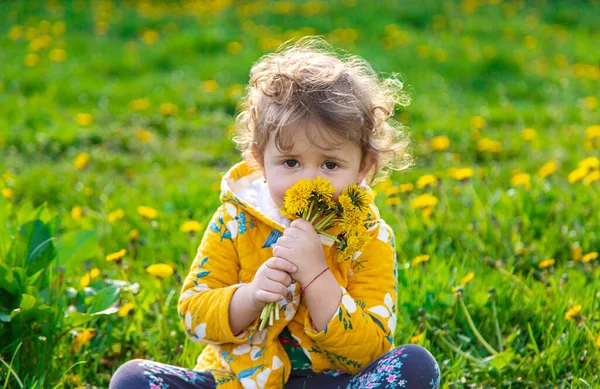 Bahçedeki Bir Çocuk Baharda Çiçek Açan Karahindibaları Kokluyor Seçici Odaklanma — Stok fotoğraf