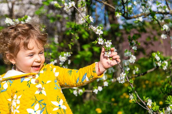 Enfant Dans Jardin Renifle Arbre Printemps Fleurs Concentration Sélective Enfant — Photo