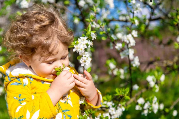 Ett Barn Trädgården Sniffar Ett Blommande Vårträd Selektivt Fokus Grabben — Stockfoto