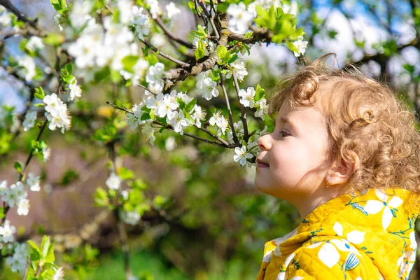 庭の子供は開花春の木を嗅ぐ 選択的フォーカス キッド — ストック写真