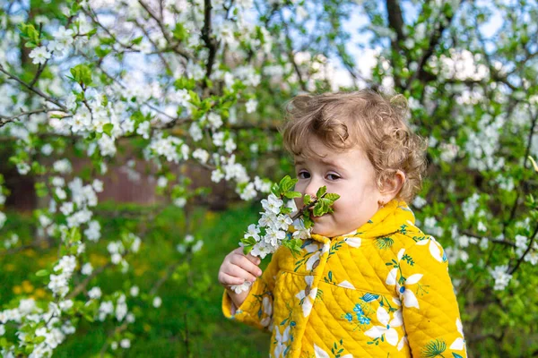 Niño Jardín Huele Árbol Primavera Floreciente Enfoque Selectivo Niño —  Fotos de Stock