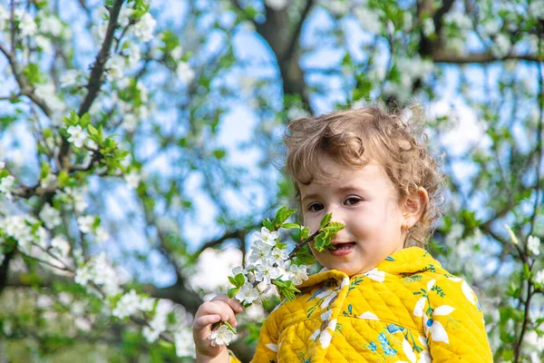 Ребенок Саду Нюхает Цветущее Весеннее Дерево Выборочный Фокус Kid — стоковое фото