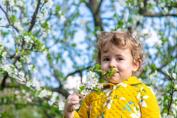 Bahçedeki Bir Çocuk Çiçek Açan Bir Bahar Ağacını Kokluyor Seçici — Stok fotoğraf