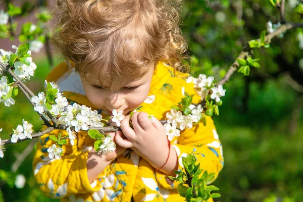정원에 어린이가 피어나는 나무의 냄새를 맡는다 선택적 집중입니다 어린이 — 스톡 사진