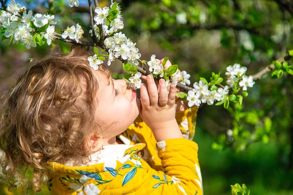 Ребенок Саду Нюхает Цветущее Весеннее Дерево Выборочный Фокус Kid — стоковое фото