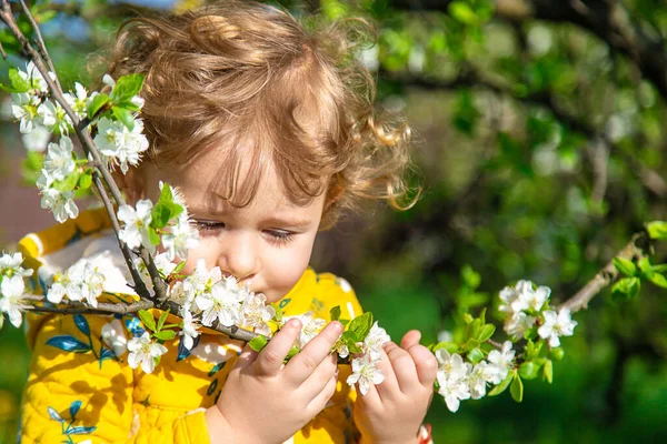 Ett Barn Trädgården Sniffar Ett Blommande Vårträd Selektivt Fokus Grabben — Stockfoto