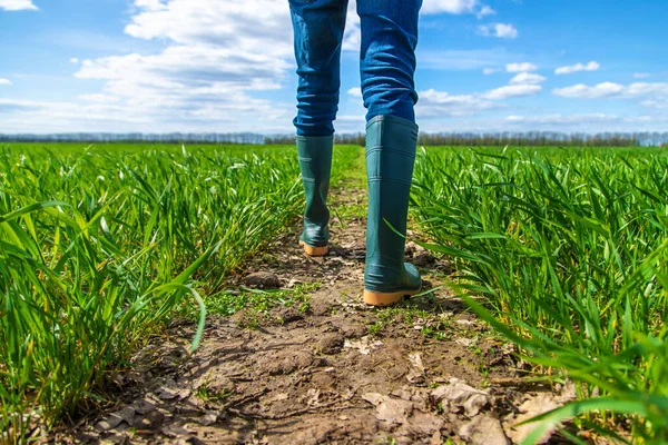Bir Çiftçi Tarlada Buğdayın Nasıl Yetiştiğini Kontrol Eder Seçici Odaklanma — Stok fotoğraf