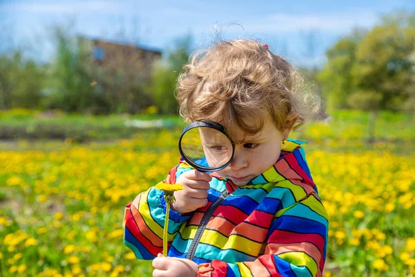 Egy Gyerek Nagyítóval Vizsgálja Növényeket Szelektív Fókusz Természet — Stock Fotó