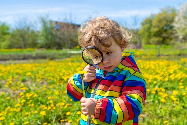一个小孩用放大镜检查植物 有选择的重点 — 图库照片