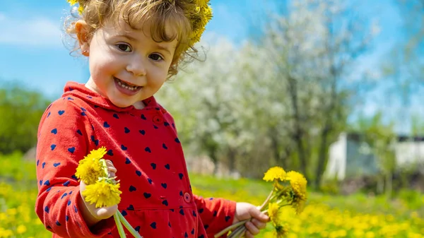 Ребенок Поле Желтых Одуванчиков Выборочный Фокус Природа — стоковое фото