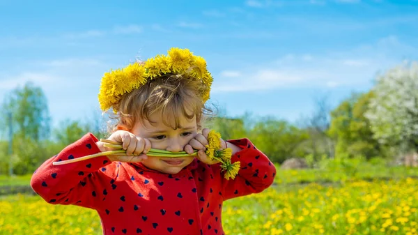Ребенок Поле Желтых Одуванчиков Выборочный Фокус Природа — стоковое фото
