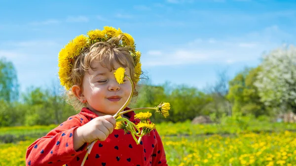 Dziecko Polu Żółtych Dmuchawców Wybiórcze Skupienie Przyroda — Zdjęcie stockowe