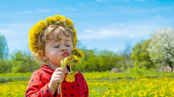 Ένα Παιδί Ένα Χωράφι Κίτρινες Πικραλίδες Επιλεκτική Εστίαση Φύση — Φωτογραφία Αρχείου