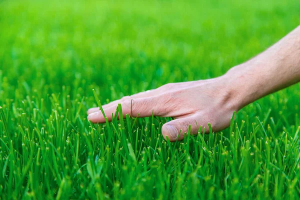 stock image Lawn grass and the hand of a male farmer. Selective focus. Nature.