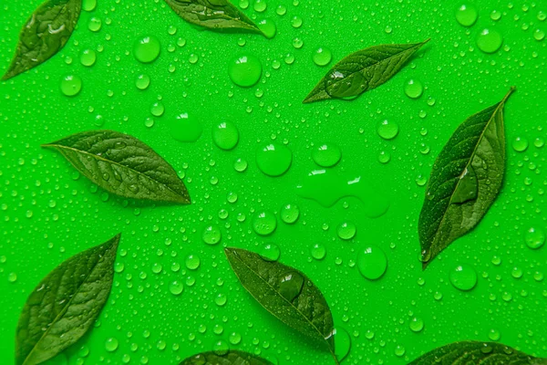 Drops Green Leaves Background Selective Focus Nature — Stock Photo, Image