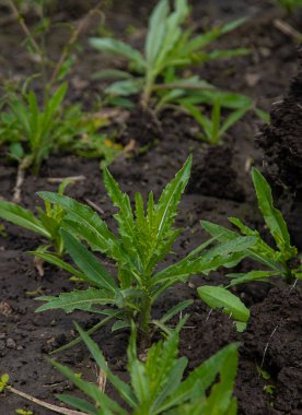 Bahçedeki ot devedikeni kazıp çıkarıyorum. Seçici odaklanma. Doğa.