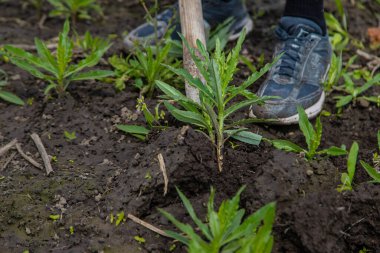 Digging up the weed sow thistle in the garden. Selective focus. Nature. clipart