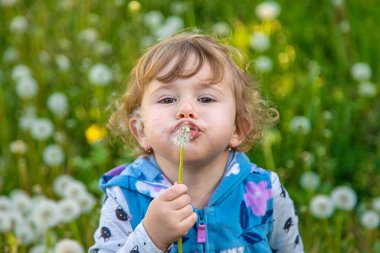 Doğadaki bir çocuk karahindiba emer. Seçici odaklanma. Çocuk.