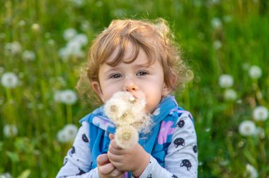 Doğadaki bir çocuk karahindiba emer. Seçici odaklanma. Çocuk.