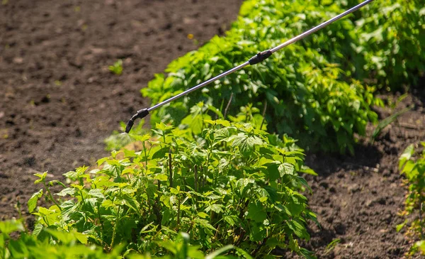 stock image Treatment of bushes with insecticide in the garden. Selective focus. Nature.