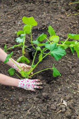 Çiftçi bahçeye kabak ekiyor. Seçici odaklanma. Doğa.