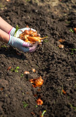 Bir kadın çiftçi bahçesine soğan ekiyor. Seçici odaklanma. Doğa.