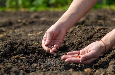Bir kadın çiftçi bahçede tohum ekiyor. Seçici odaklanma. Doğa.