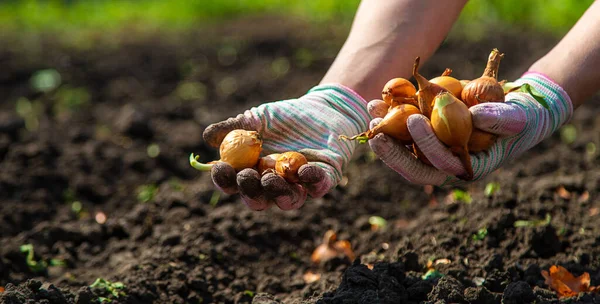 Woman Farmer Plants Onions Her Garden Selective Focus Nature — Stock Photo, Image